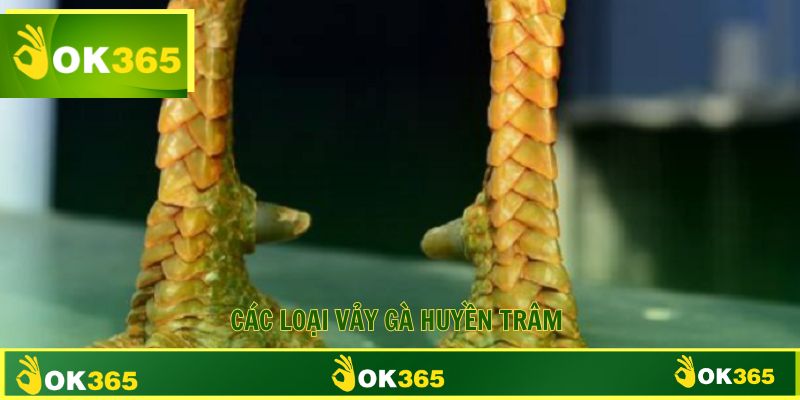 Những loại vảy huyền trâm phổ biến nhất 