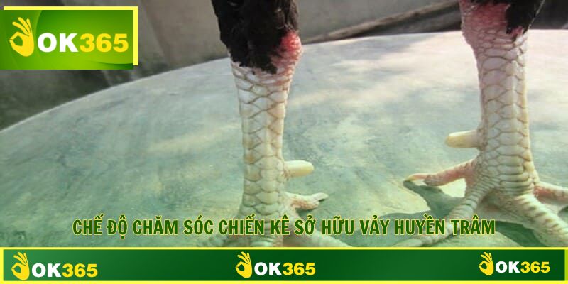 Cách luyện tập và chăm sóc giống kê sở hữu vảy huyền trâm 