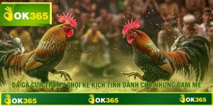 Đá Gà Cựa Tròn Chọi Kê Kịch Tính Dành Cho Những Đam Mê