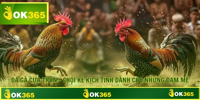 Đá Gà Cựa Tròn Chọi Kê Kịch Tính Dành Cho Những Đam Mê