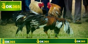 Đá Gà Đòn Đỉnh Cao Chọi Kê Hấp Dẫn Có 1-0-2