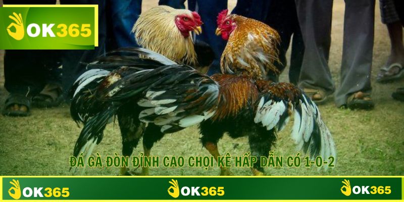Đá Gà Đòn Đỉnh Cao Chọi Kê Hấp Dẫn Có 1-0-2
