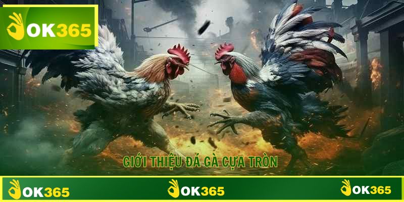 Đá gà cựa tròn tổng quan đôi nét loại hình thú vị