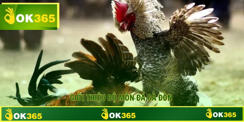 Đá gà đòn bộ môn giải trí cực thú vị 