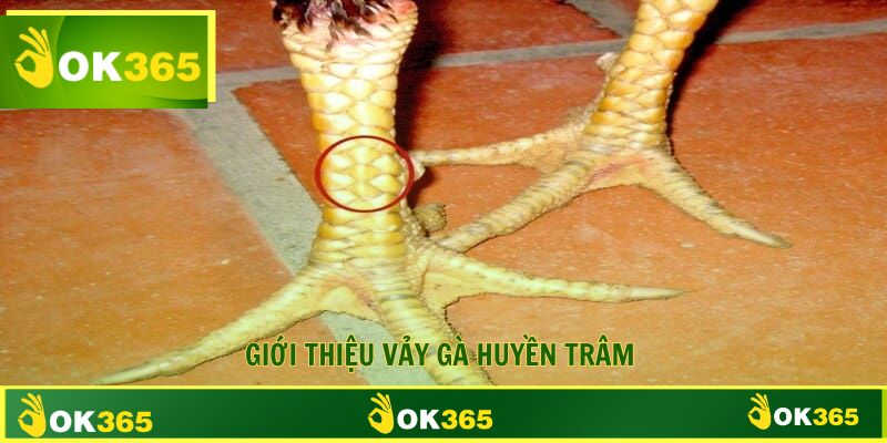 Giới thiệu vảy gà huyền trâm dấu hiệu thần kê 
