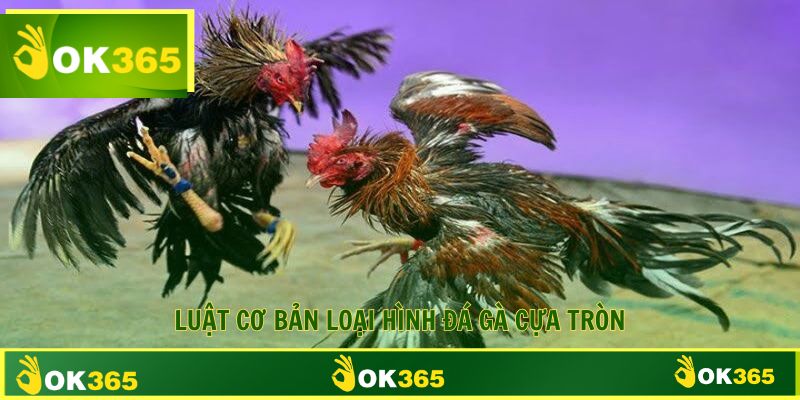 Luật quy định trong thi đấu và cá cược gà đá cựa tròn