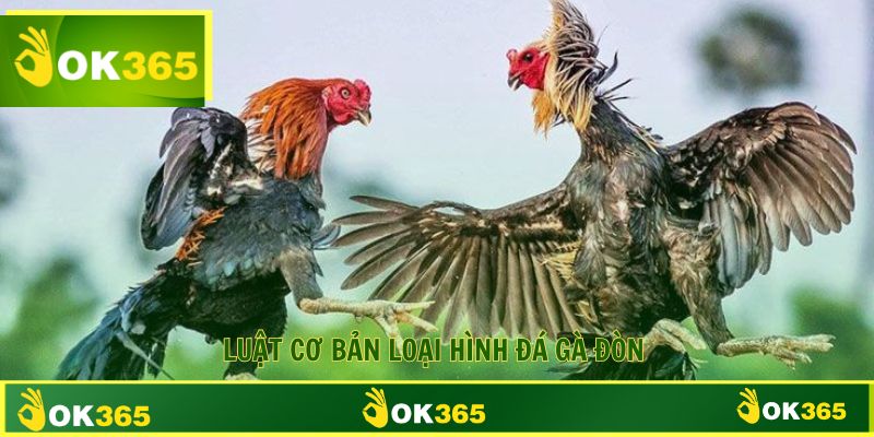 Luật cơ bản quy định đá gà nòi cập nhật mới nhất 