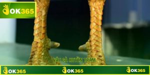 Vảy Gà Huyền Trâm Dấu Hiệu Nhận Biết Thần Kê Giới Chọi Gà